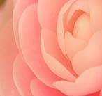 ��ҽ����ǰ������